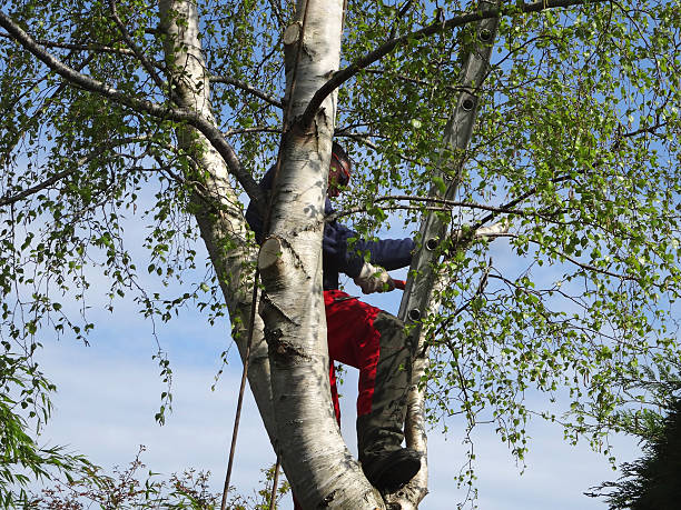 Trusted Lake Isabella, MI Tree Care Experts